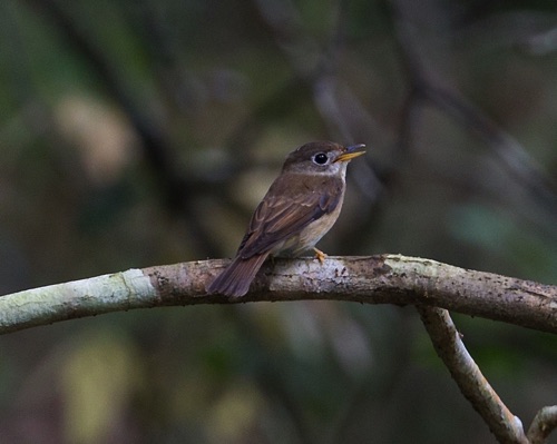 Brown-breasted Flycatcher
In Tai Po Kau Nature Reserve.